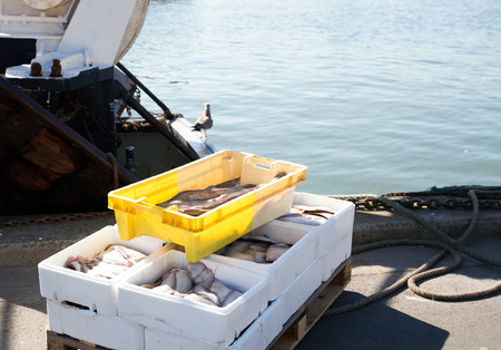 Boxes with fresh fish on the ground in a harbourの写真素材