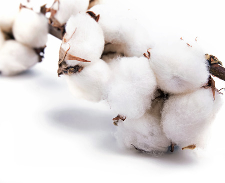 Cotton plant isolated on white background close-upの写真素材