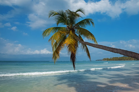 Tropic palm on the blue ocean background
