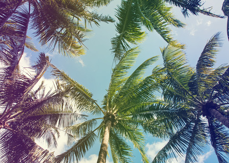 Tropic palms on the sky background, toned photoの写真素材