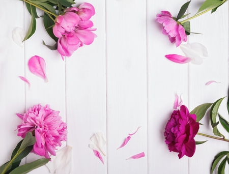 Pink peonies and petals on white wooden backgroundの写真素材