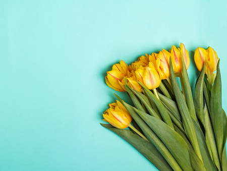 Beautiful yellow tulips on bright green backgroundの写真素材