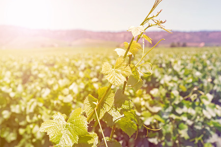 Young grape vine in the vineyard close-up. Toned photoの写真素材