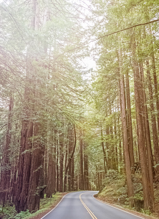 Empty road in the forest with high trees. Toned photoの写真素材
