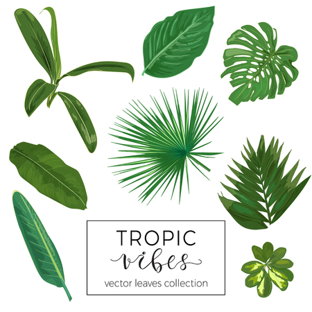 Set of different tropical plants and leavesのイラスト素材