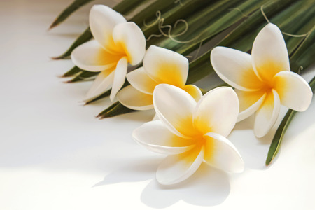 Tropic plumeria flowers and palm leaves close-upの写真素材