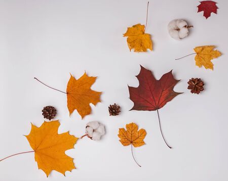 Creative autumn composition with yellow and red leaves, pine cones and cotton budsの写真素材