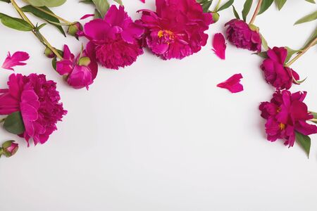 Bright pink peopnies isolated on the white backgroundの写真素材