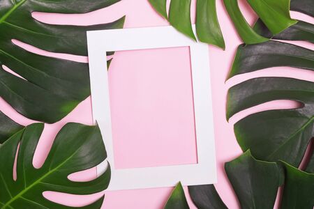Creative composition with white frame with blank space and monstera leavesの写真素材