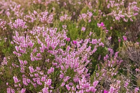 Beautiful heather flowers on the meadow close-up.の写真素材
