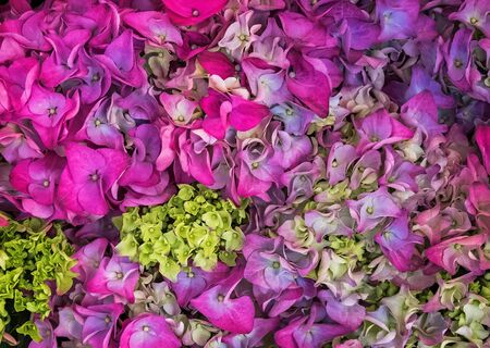 Bright purple hydrangea flowers close-up.の写真素材