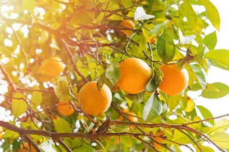 Brunch with ripe oranges on the tree close-upの写真素材