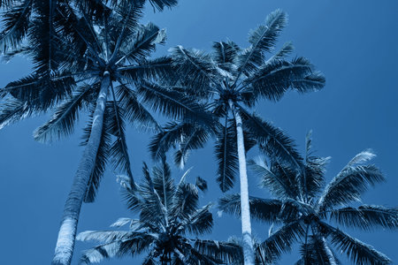 Tropic palms over the blue sky , view from the ground. Trendy blue color toned photoの写真素材