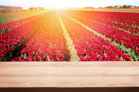 Empty wooden table for montage, your product display with blurred field of red tulipsの写真素材