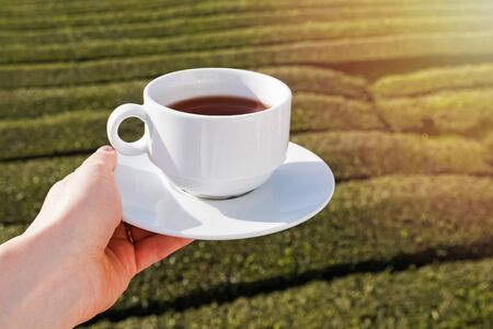 Woman's hand holding a cup of tea on the tea plantation background on sunny dayの写真素材
