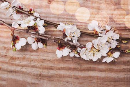 Blossom branch of cherry-tree on rustic wooden background.