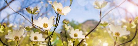 Spring panorama with beautiful white flowers.