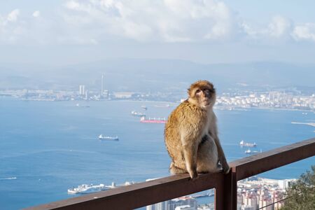 Close up of a wild macaque or Gibraltar monkeyの写真素材