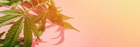 Hemp leaves on pink background in natural sunlight. Hemp productsの写真素材