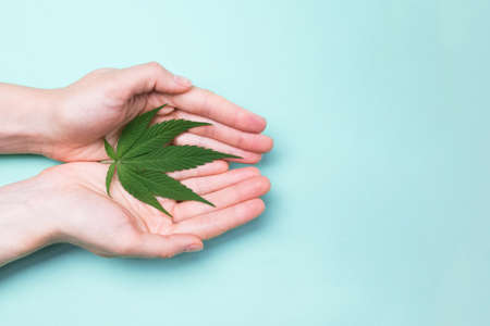 Hands holding single marijuana leaの写真素材