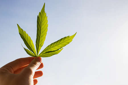 Green leaf of marijuana in a hand against the skyの写真素材
