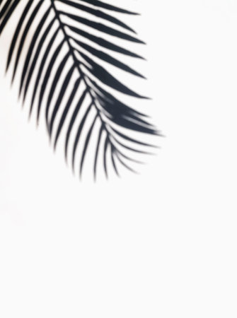 Tropic palm leaf shadow on the white wall.