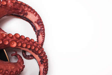 Tentacles of freshly cooked octopus on white background with copy spaceの写真素材