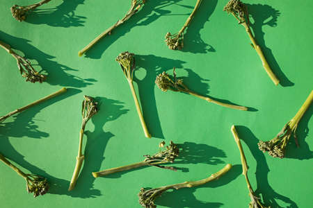 Raw broccolini vegetable on green backgroundの写真素材