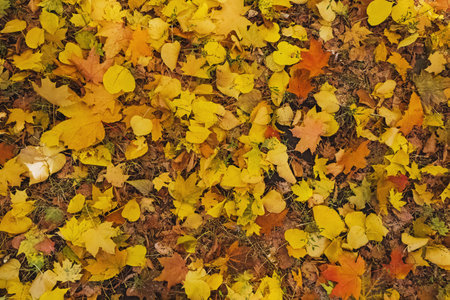 Autumn background with fallen yellow leaves