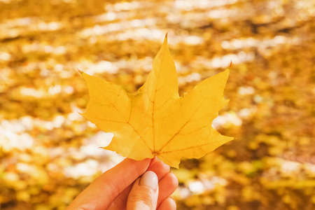 Close-up of hand holding yellow leafの写真素材