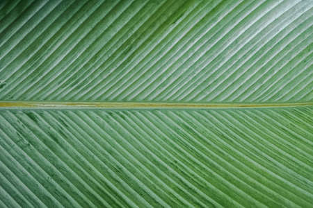 Banana leaf texture close-up.の写真素材