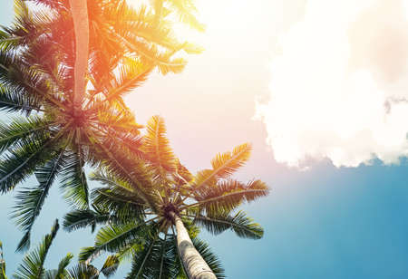 Tropic palms on the background of the skyの写真素材