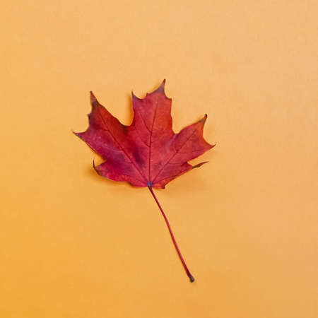 Red maple leaf isolated on yellow background.の写真素材