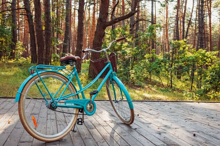Vintage bike in pine forest on sunny summer day.の写真素材