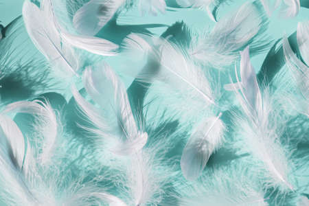 White fluffy bird feathers on blue background.の写真素材
