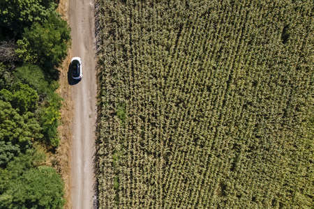 Aerial view of modern car on the road near the green corn field. Road trip in countryside. Auto performance on unpaved road.の写真素材