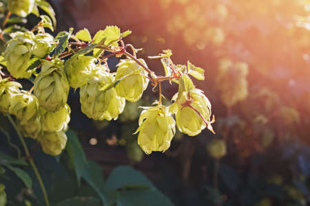 Green branches of hops in natural lightの写真素材