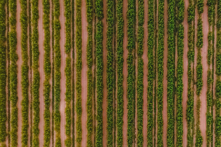 Rows of grape vines with green leaves, top viewの写真素材