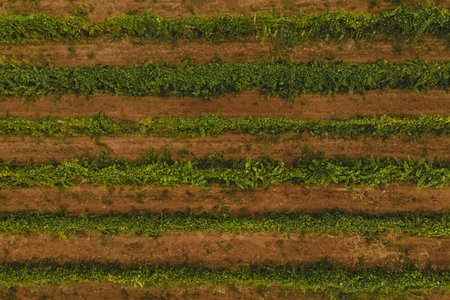 Rows of grape vines with green leaves, top view