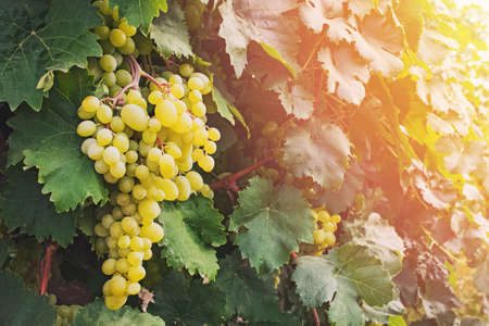 Close-up of green grapes on the vineの写真素材