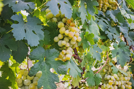 Close up of green grapes on the vine