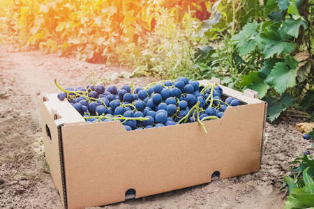Harvested blue grapes in cardboard box near vineyardの写真素材