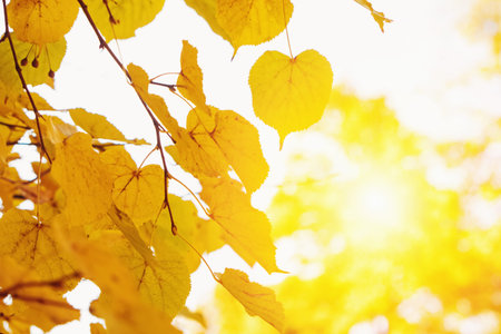 Branch with autumn leaves close-up.