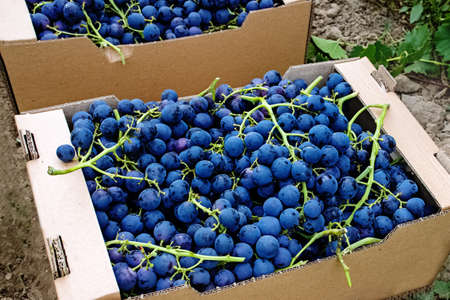 Boxes with blue grapes close-up.の写真素材