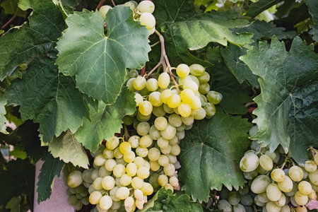 Green grapes on vine close-up