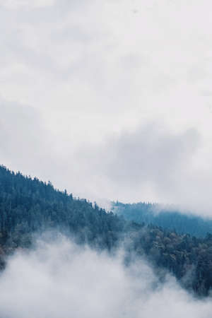 Evergreen forests in mountains with low lying cloudsの写真素材