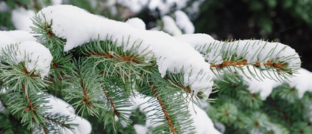 Fir brunches covered with snow close-up.