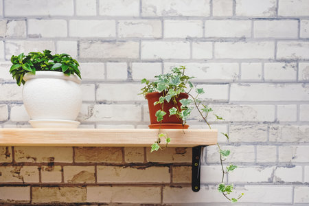 Pots with green plants on kitchen shelf