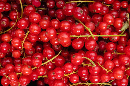 A lot of fresh red currant berries