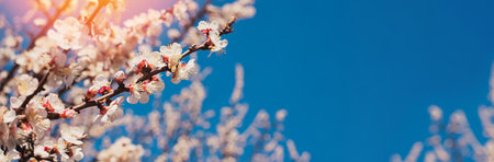 Blooming tree brunches on the background of blue sky.